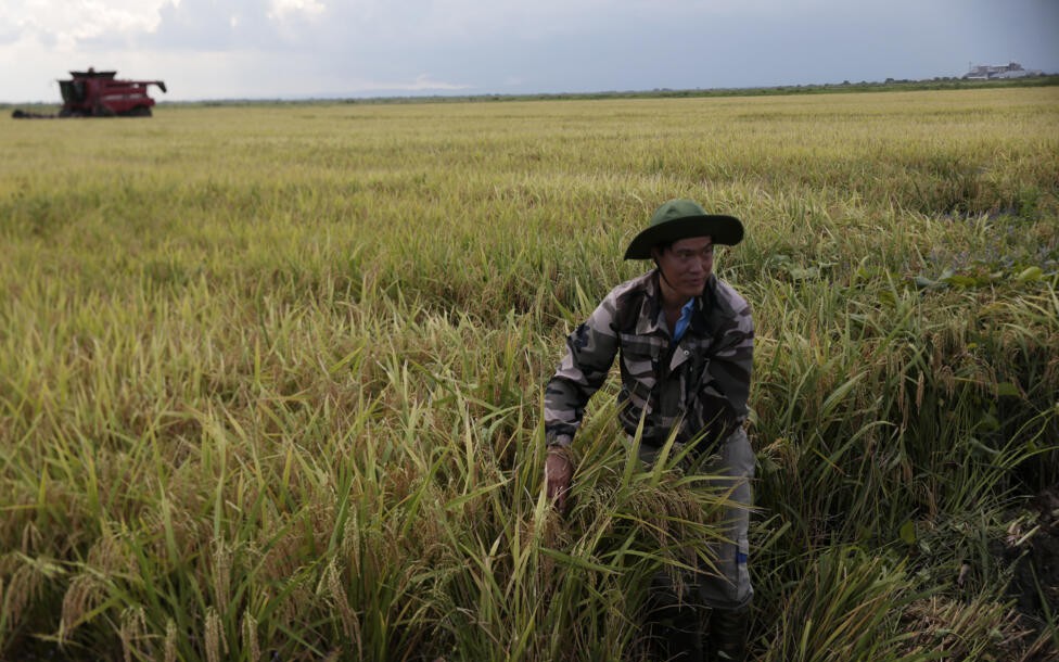 Gạo Việt tr&ecirc;n đất Cuba, m&ocirc; h&igrave;nh n&ocirc;ng nghiệp chưa từng c&oacute;: H&atilde;ng tin quốc tế viết g&igrave;?