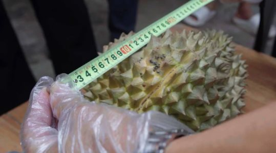 Trung Quốc tuyên bố vừa thử nghiệm thành công sầu riêng tại Vân Nam: Hướng tới giấc mơ “tự do sầu riêng”, diện tích trồng ra sao?- Ảnh 2.