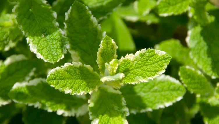 6 Loại Cây Đuổi Chuột Tốt Nhất Mà Bạn Có Thể Mua Cho Sân Vườn Của Mình- Ảnh 1. 6 Loại Cây Đuổi Chuột Tốt Nhất Mà Bạn Có Thể Mua Cho Sân Vườn Của Mình- Ảnh 1.