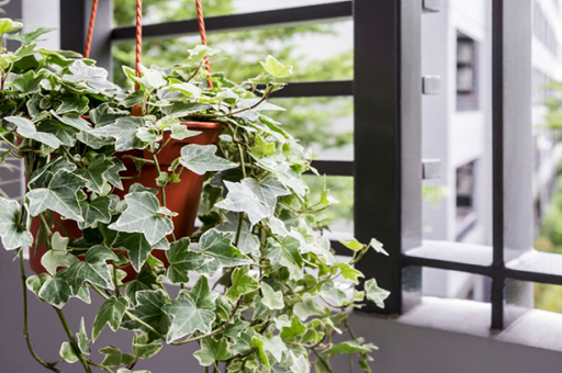 5 loại cây lọc sạch không khí NASA khuyên trồng, Việt Nam rất sẵn: Cực dễ sống- Ảnh 1. 5 loại cây lọc sạch không khí NASA khuyên trồng, Việt Nam rất sẵn: Cực dễ sống- Ảnh 1.