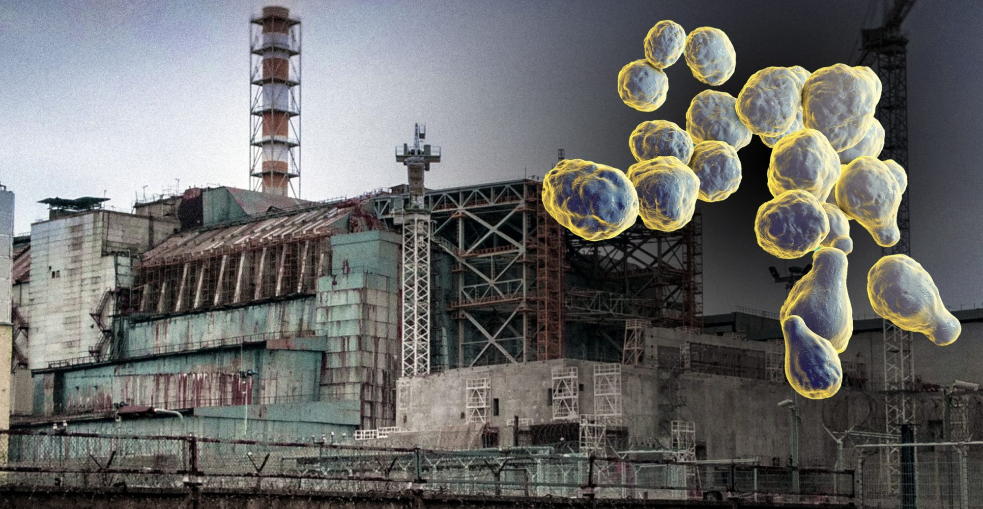 Bí ẩn về loài nấm đen mới được phát hiện, có thể 'ăn' bức xạ ở Chernobyl- Ảnh 4.