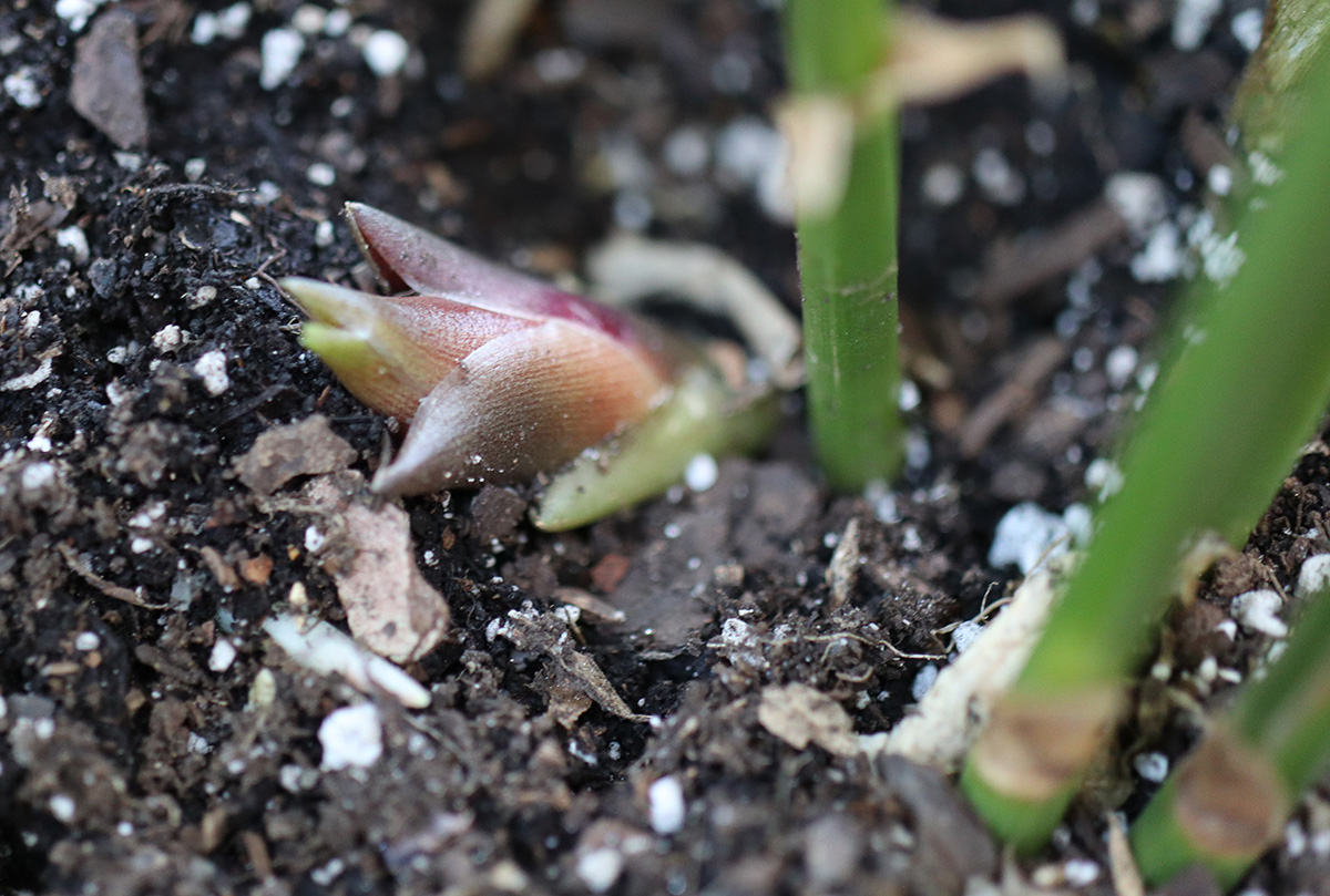 Loại rau người Nhật coi như Loại rau người Nhật coi như