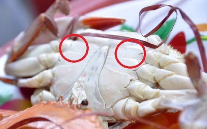 Ghẹ đỏ - ghẹ xanh kh&aacute;c g&igrave; nhau? Đi chợ phải nhớ 3 mẹo n&agrave;y để chọn h&agrave;ng chất lượng- Ảnh 4.