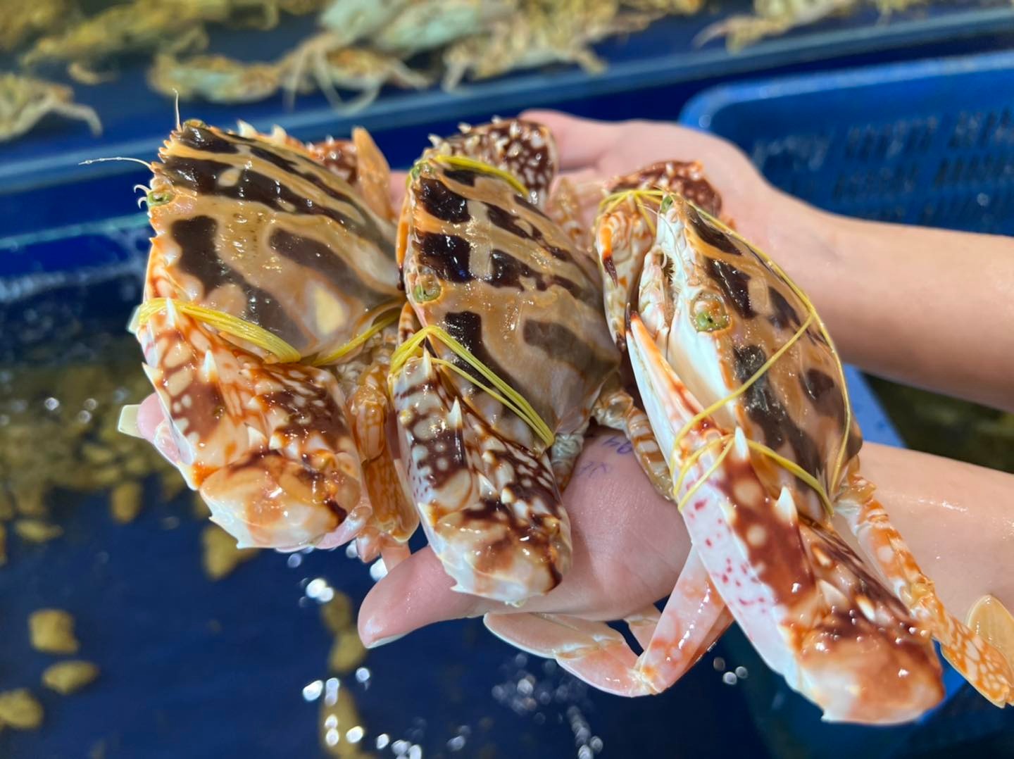 Ghẹ đỏ - ghẹ xanh kh&aacute;c g&igrave; nhau? Đi chợ phải nhớ 3 mẹo n&agrave;y để chọn h&agrave;ng chất lượng- Ảnh 3.