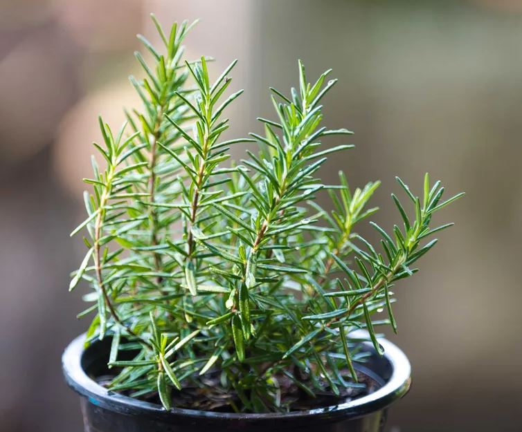 6 Loại Cây Đuổi Chuột Tốt Nhất Mà Bạn Có Thể Mua Cho Sân Vườn Của Mình- Ảnh 2. 6 Loại Cây Đuổi Chuột Tốt Nhất Mà Bạn Có Thể Mua Cho Sân Vườn Của Mình- Ảnh 2.