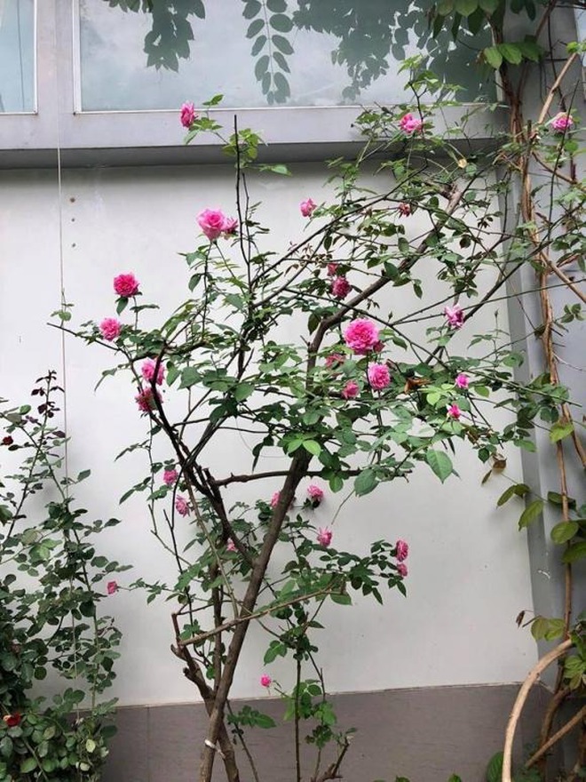 Nơi dưỡng già của NSND Hồng Vân - Ảnh 5. Nơi dưỡng già của NSND Hồng Vân - Ảnh 5.