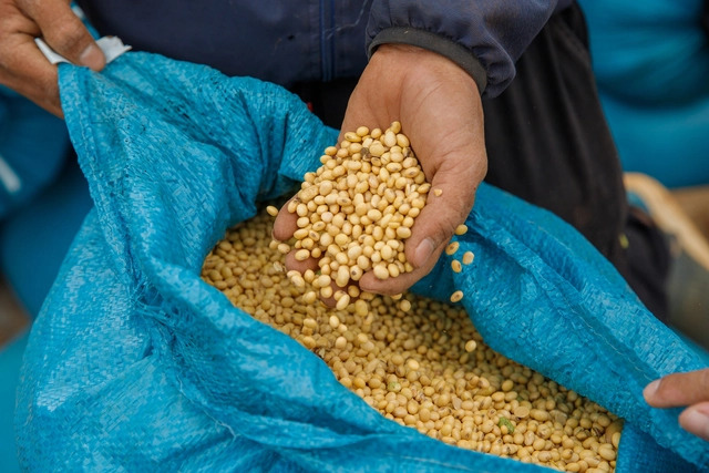 Trồng "Hạt vàng thế kỷ 21" theo cách chỉ có ở Việt Nam, nông hộ thu 400 triệu đồng/ha/năm- Ảnh 3. Trồng "Hạt vàng thế kỷ 21" theo cách chỉ có ở Việt Nam, nông hộ thu 400 triệu đồng/ha/năm- Ảnh 3.