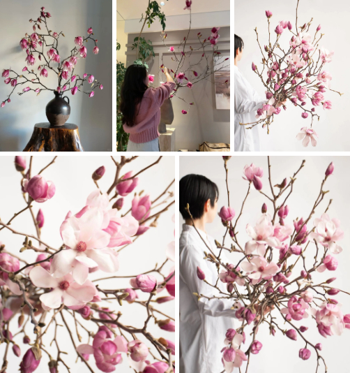 “Cành cây khô” giá bạc triệu khiến hội chị em phát sốt: Mộc lan chơi được cả tháng, nở rộ như tranh nếu biết chăm đúng cách- Ảnh 3.