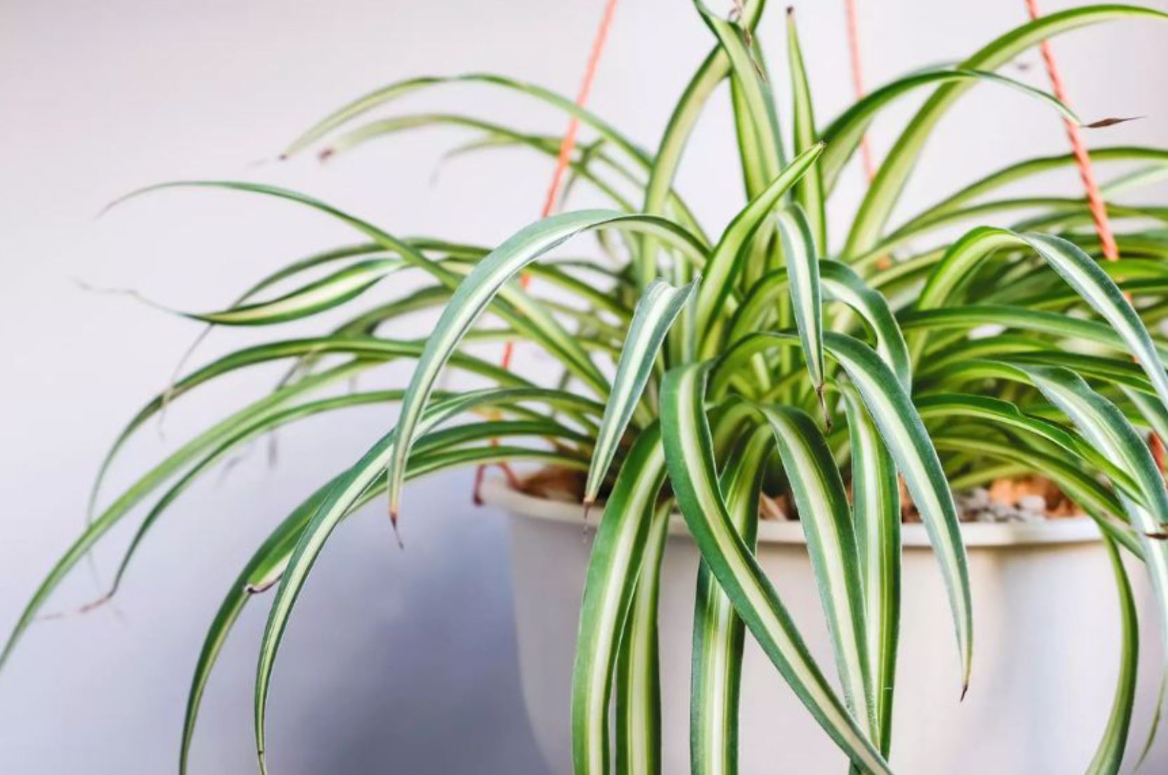 5 loại cây lọc sạch không khí NASA khuyên trồng, Việt Nam rất sẵn: Cực dễ sống- Ảnh 2. 5 loại cây lọc sạch không khí NASA khuyên trồng, Việt Nam rất sẵn: Cực dễ sống- Ảnh 2.