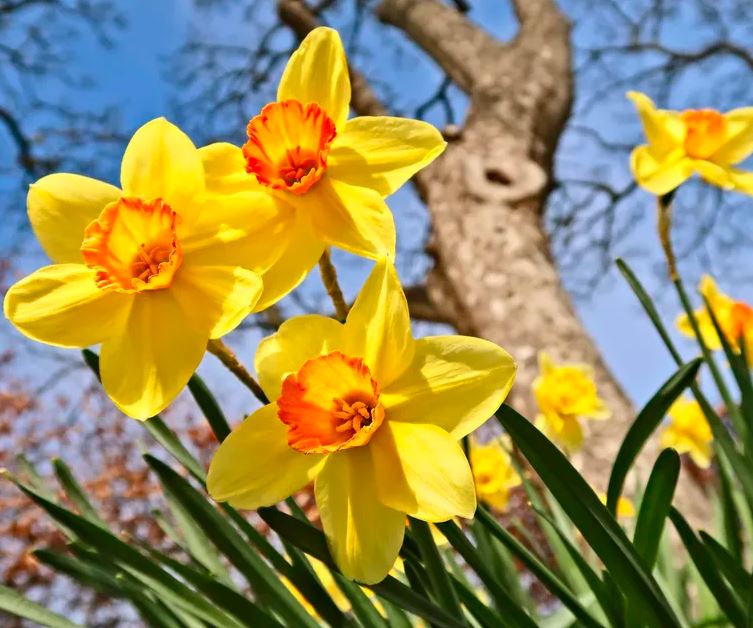 6 Loại Cây Đuổi Chuột Tốt Nhất Mà Bạn Có Thể Mua Cho Sân Vườn Của Mình- Ảnh 5. 6 Loại Cây Đuổi Chuột Tốt Nhất Mà Bạn Có Thể Mua Cho Sân Vườn Của Mình- Ảnh 5.