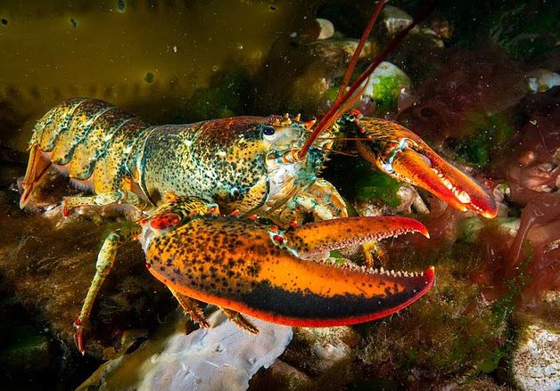 Lần Đầu Tiên Phát Hiện Vi Nhựa Trong 1 Loại Hải Sản Nhiều Người Mê- Ảnh 1.