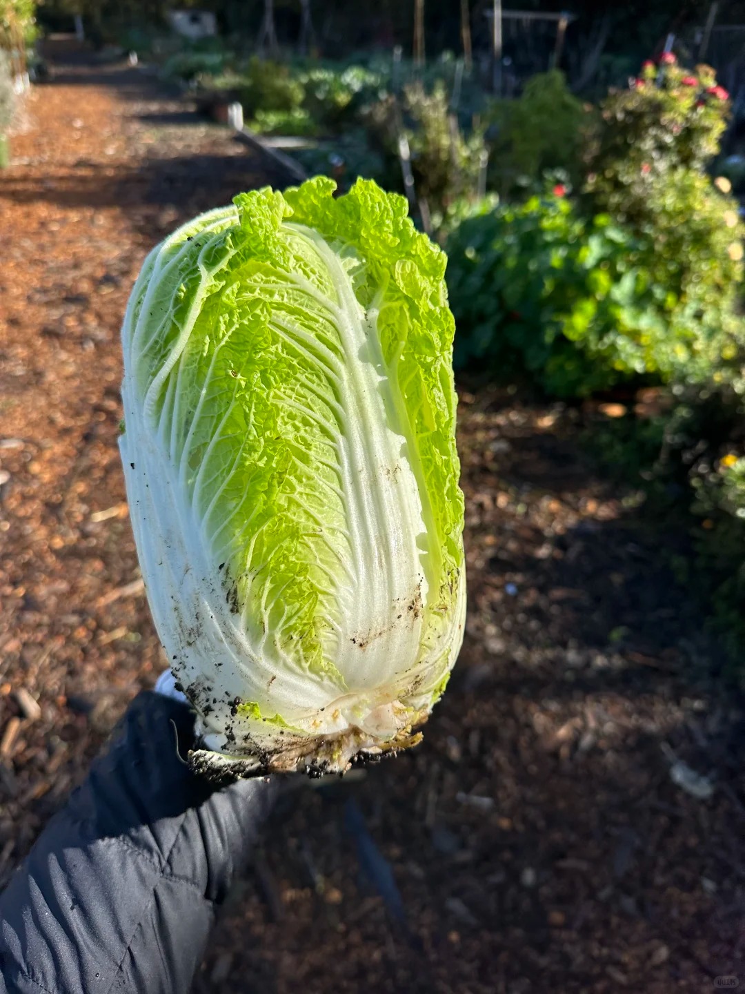 Mẹo chọn cải thảo siêu chuẩn của dân bán rau: Nhìn một chỗ ít ai để ý, là biết ngay ngon hay dở!- Ảnh 2. Mẹo chọn cải thảo siêu chuẩn của dân bán rau: Nhìn một chỗ ít ai để ý, là biết ngay ngon hay dở!- Ảnh 2.