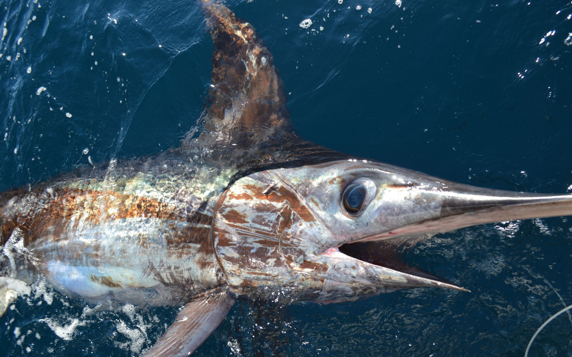 Top 5 loại c&aacute; 