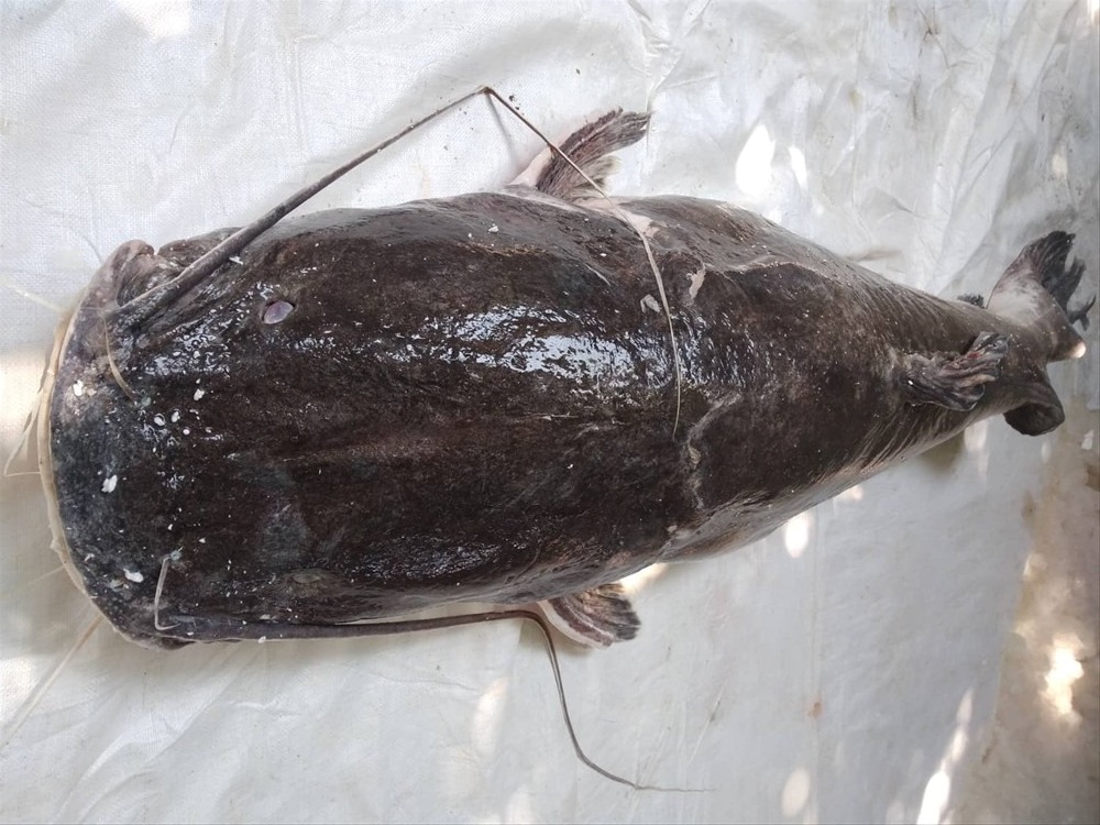 Giống lúa Việt Nam “gây sốt” tại Cuba: Doanh nghiệp Việt tạo “phép màu” tăng 350%, hướng tới 600.000 tấn- Ảnh 2.