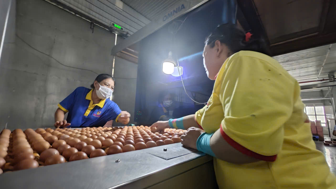 Ba Huân bị cưỡng chế ngừng thủ tục hải quan vì nợ thuế hơn 51 tỉ đồng, người trong cuộc nói gì?- Ảnh 1.