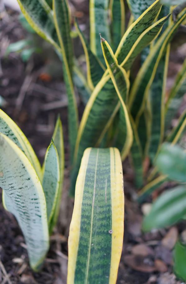 5 loại cây khiến rắn cực kỳ khó chịu- Ảnh 2.