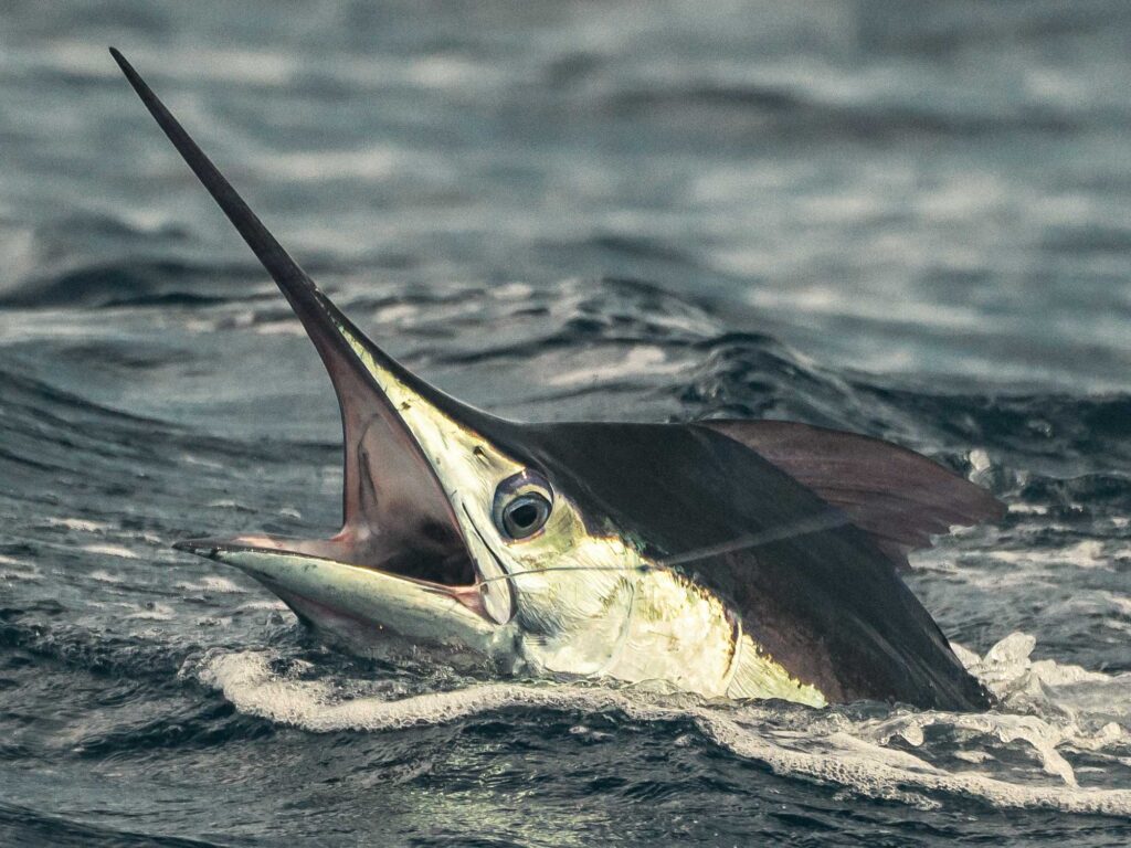 Top 5 loại c&aacute; 