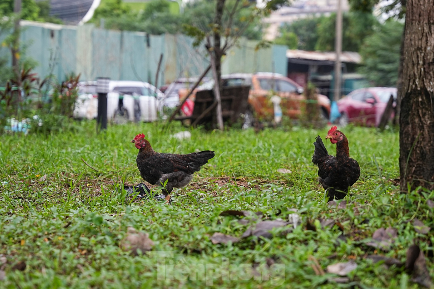 Những ‘lá phổi xanh’ Hà Nội đang bị bỏ quên- Ảnh 8.