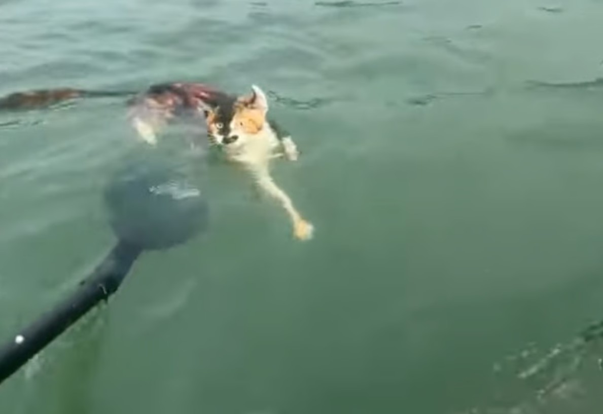 Điều tra nhóm người thả 1.100 con mèo xuống hồ nước để phóng sinh cầu phúc- Ảnh 2. Điều tra nhóm người thả 1.100 con mèo xuống hồ nước để phóng sinh cầu phúc- Ảnh 2.