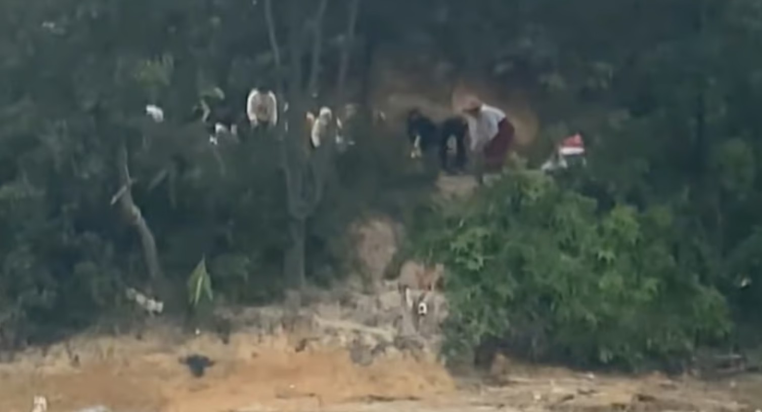 Điều tra nhóm người thả 1.100 con mèo xuống hồ nước để phóng sinh cầu phúc- Ảnh 1. Điều tra nhóm người thả 1.100 con mèo xuống hồ nước để phóng sinh cầu phúc- Ảnh 1.