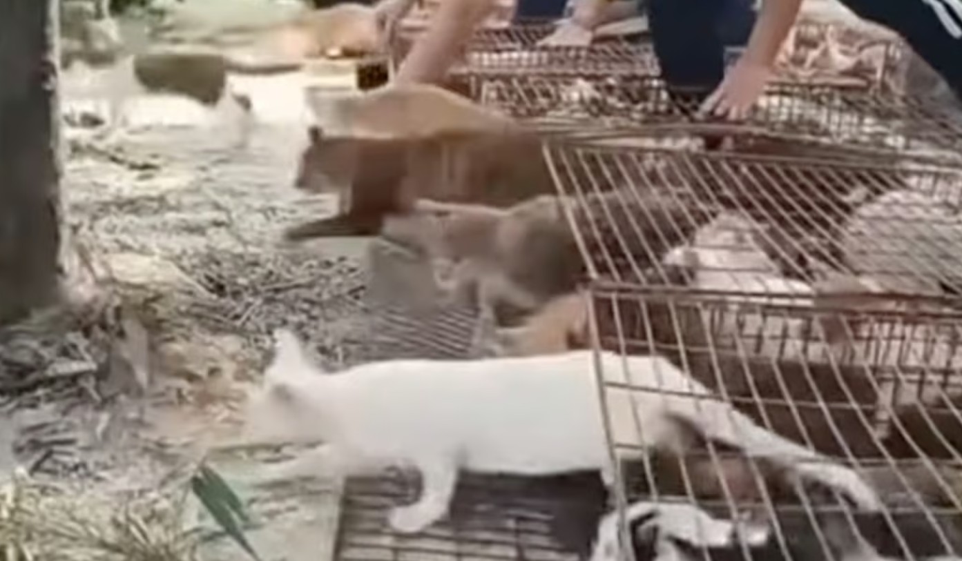 Điều tra nhóm người thả 1.100 con mèo xuống hồ nước để phóng sinh cầu phúc- Ảnh 3. Điều tra nhóm người thả 1.100 con mèo xuống hồ nước để phóng sinh cầu phúc- Ảnh 3.