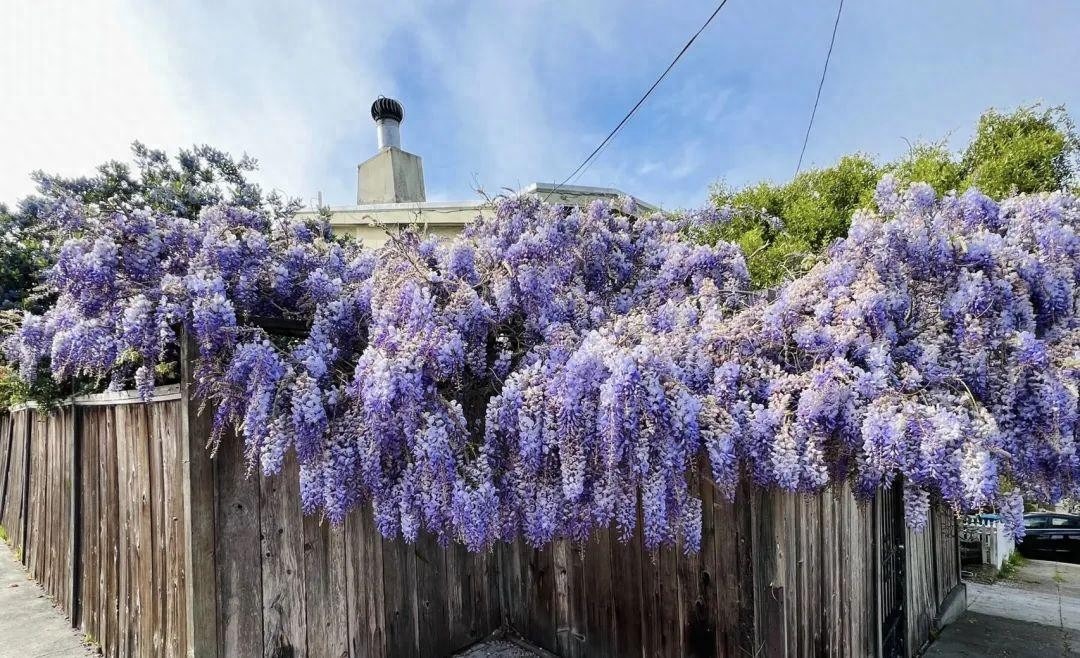 3 Cây Càng Trồng Lâu Gia Đình Càng Hưng Thịnh, Con Cháu Đời Sau Dễ Thành Tài- Ảnh 1.