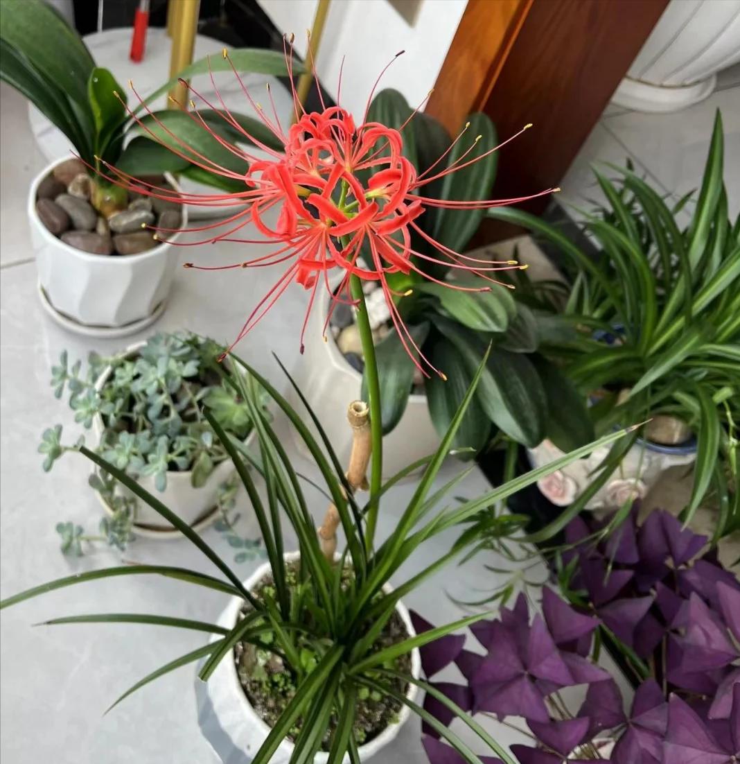 May mắn lắm tôi mới biết để bỏ 5 loại hoa này trong nhà: “Hoa thì tươi, còn người thì không” - nếu nhà bạn có, nên chuyển chúng ra ngoài ngay- Ảnh 3.