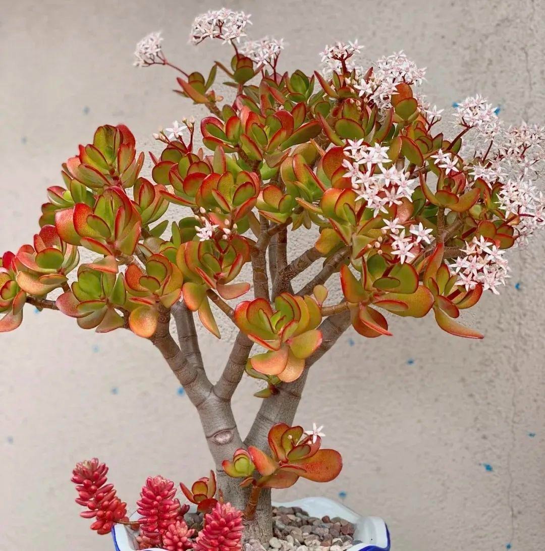 3 Cây Càng Trồng Lâu Gia Đình Càng Hưng Thịnh, Con Cháu Đời Sau Dễ Thành Tài- Ảnh 3.