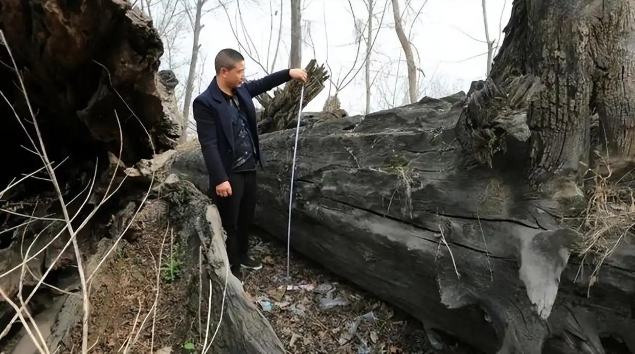 Người đàn ông đào được khúc gỗ đen sì tỏa ra mùi thơm, dài hơn 30m, nặng 60.000 kg: Cảnh sát lập tức phong tỏa hiện trường- Ảnh 4. Người đàn ông đào được khúc gỗ đen sì tỏa ra mùi thơm, dài hơn 30m, nặng 60.000 kg: Cảnh sát lập tức phong tỏa hiện trường- Ảnh 4.