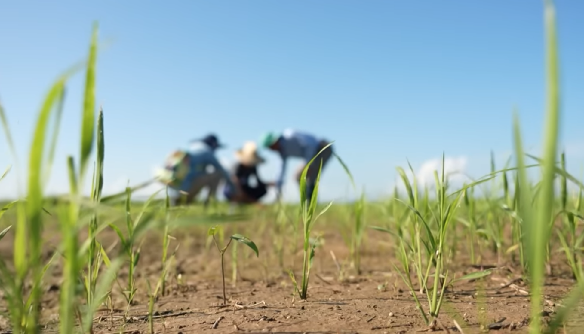 Giống lúa Việt Nam “gây sốt” tại Cuba: Doanh nghiệp Việt tạo “phép màu” tăng 350%, hướng tới 600.000 tấn- Ảnh 1.