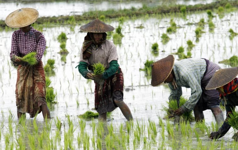 Buồn của các quốc gia xuất khẩu gạo châu Á: Ông trùm nhập khẩu lớn thứ 3 thế giới sắp dư thừa đến 4 triệu tấn gạo, nối gót Philippines tiếp tục ngừng nhập khẩu- Ảnh 1.