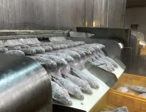 Không phải cá tra hay cá ngừ, một loại 'sản vật' dưới nước của Việt Nam đang được săn đón mạnh mẽ: Xuất khẩu tăng nóng hơn 300%, loạt đối thủ bị Mỹ áp thuế hơn 50% - Ảnh 1. Không phải cá tra hay cá ngừ, một loại 'sản vật' dưới nước của Việt Nam đang được săn đón mạnh mẽ: Xuất khẩu tăng nóng hơn 300%, loạt đối thủ bị Mỹ áp thuế hơn 50% - Ảnh 1.