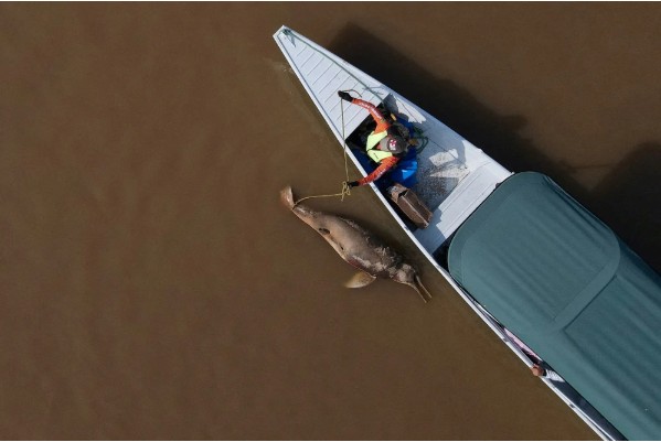 Hàng trăm cá heo chết dồn dập suốt 2 tháng ở Amazon, nước hồ chuyển đỏ: Giới khoa học đứng ngồi không yên- Ảnh 1.