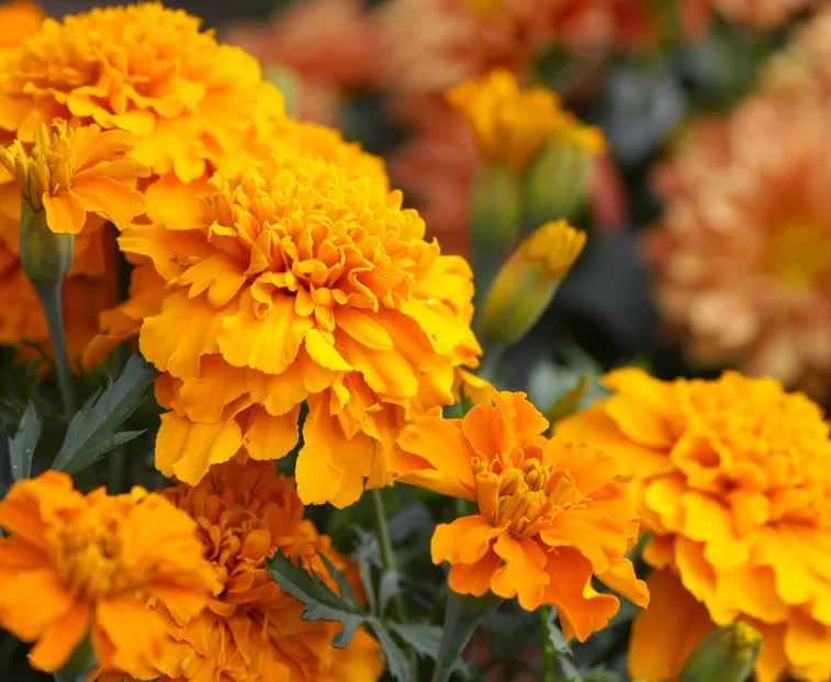 7 loại cây là "khắc tinh" của ruồi: Biết trồng thì vô vàn lợi ích!- Ảnh 7. 7 loại cây là "khắc tinh" của ruồi: Biết trồng thì vô vàn lợi ích!- Ảnh 7.