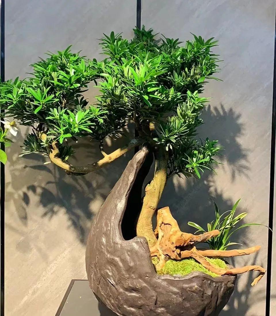 3 Cây Càng Trồng Lâu Gia Đình Càng Hưng Thịnh, Con Cháu Đời Sau Dễ Thành Tài- Ảnh 2.