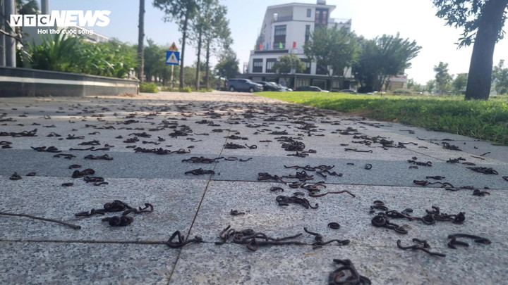 Kinh hãi hàng nghìn con giun đất bò lên vỉa hè, chết khô- Ảnh 1.