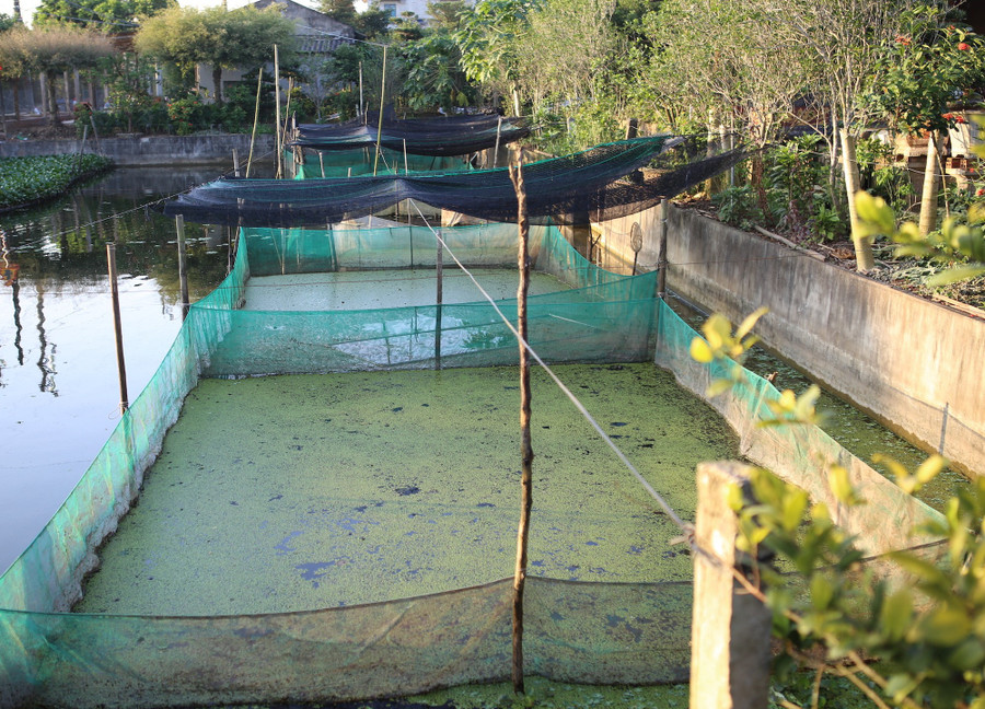 Tìm ra “mỏ vàng" trong ao, lão nông Hưng Yên mở lối đổi đời- Ảnh 3.
