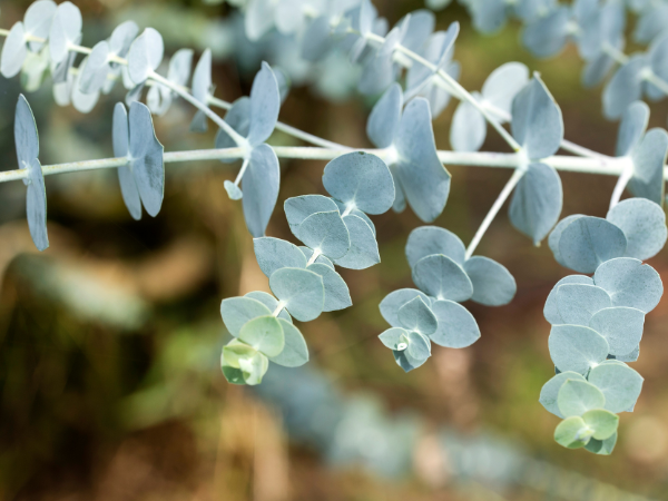 7 loại cây kiến rất ngại “đụng mặt”, thấy là sẽ quay đầu- Ảnh 6.