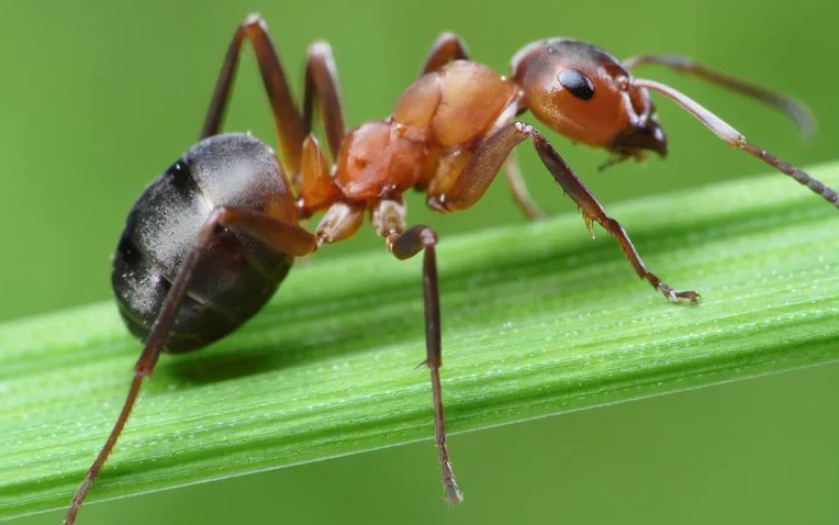7 loại cây kiến rất ngại “đụng mặt”, thấy là sẽ quay đầu- Ảnh 1.