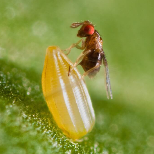 Thả sinh vật chưa đến 1mm ra ruộng mía: Đột phá ý tưởng đưa mía Việt chinh phục Mỹ, EU- Ảnh 3. Thả sinh vật chưa đến 1mm ra ruộng mía: Đột phá ý tưởng đưa mía Việt chinh phục Mỹ, EU- Ảnh 3.