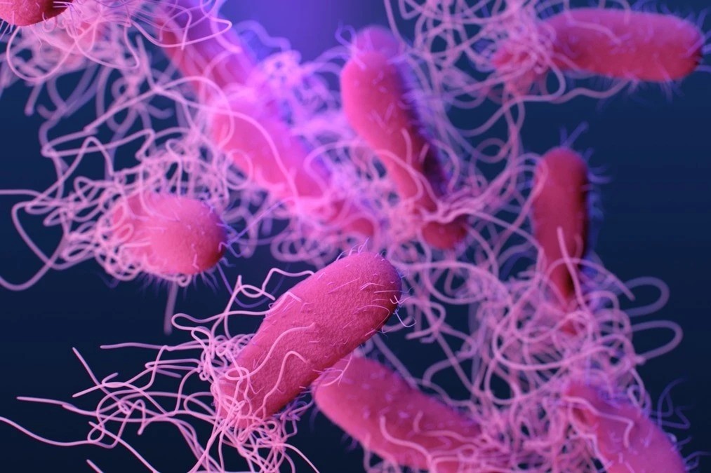 Từ Vụ Ngộ Độc Ở Tp.hcm: Những Vi Khuẩn Nguy Hiểm Dễ ‘Làm Tổ’ Trong Ổ Bánh Mì - Thủ Phạm Của Hàng Triệu Ca Bệnh Trên Toàn Thế Giới- Ảnh 2.