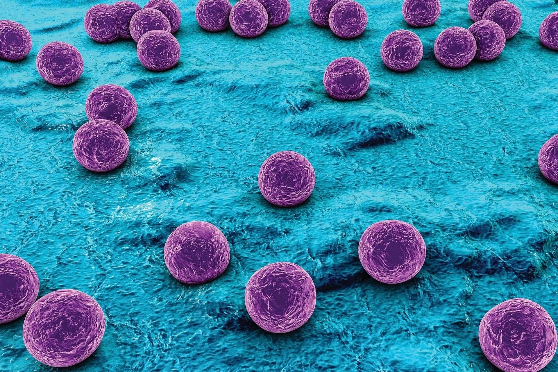 Từ Vụ Ngộ Độc Ở Tp.hcm: Những Vi Khuẩn Nguy Hiểm Dễ ‘Làm Tổ’ Trong Ổ Bánh Mì - Thủ Phạm Của Hàng Triệu Ca Bệnh Trên Toàn Thế Giới- Ảnh 3.