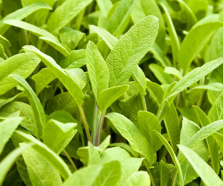 7 loại cây là "khắc tinh" của ruồi: Biết trồng thì vô vàn lợi ích!- Ảnh 6. 7 loại cây là "khắc tinh" của ruồi: Biết trồng thì vô vàn lợi ích!- Ảnh 6.