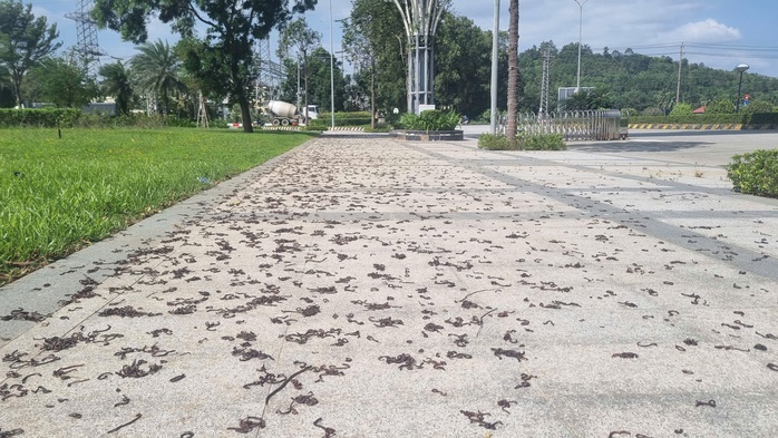 Hiện tượng kỳ lạ khi h&agrave;ng ngh&igrave;n con giun trồi l&ecirc;n mặt đất - Ảnh 1.