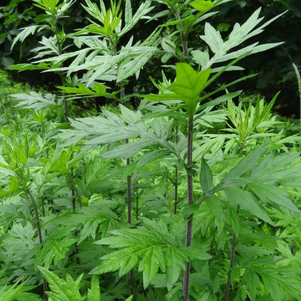 4 cây khiến rắn hồn xiêu phách lạc- Ảnh 2. 4 cây khiến rắn hồn xiêu phách lạc- Ảnh 2.