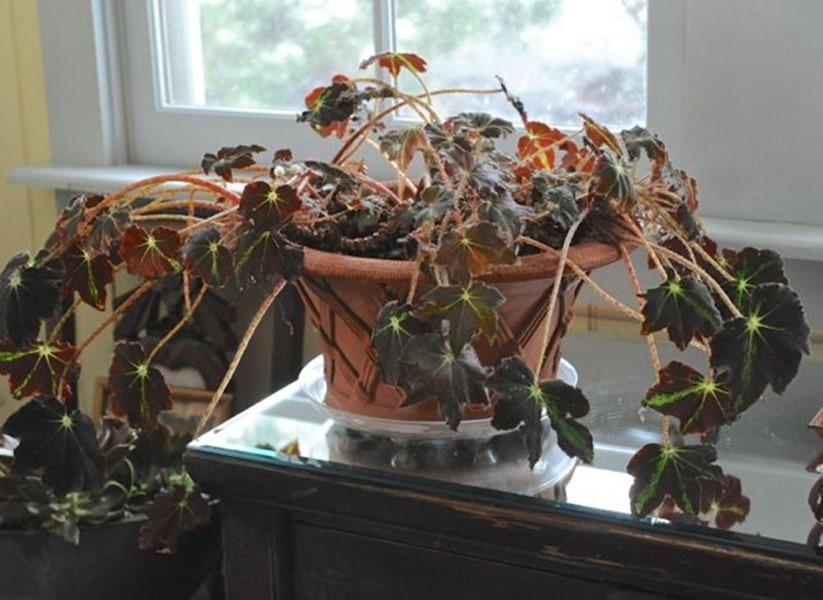 5 dấu hiệu Thần Tài bỏ nhà bạn đi xa- Ảnh 3.