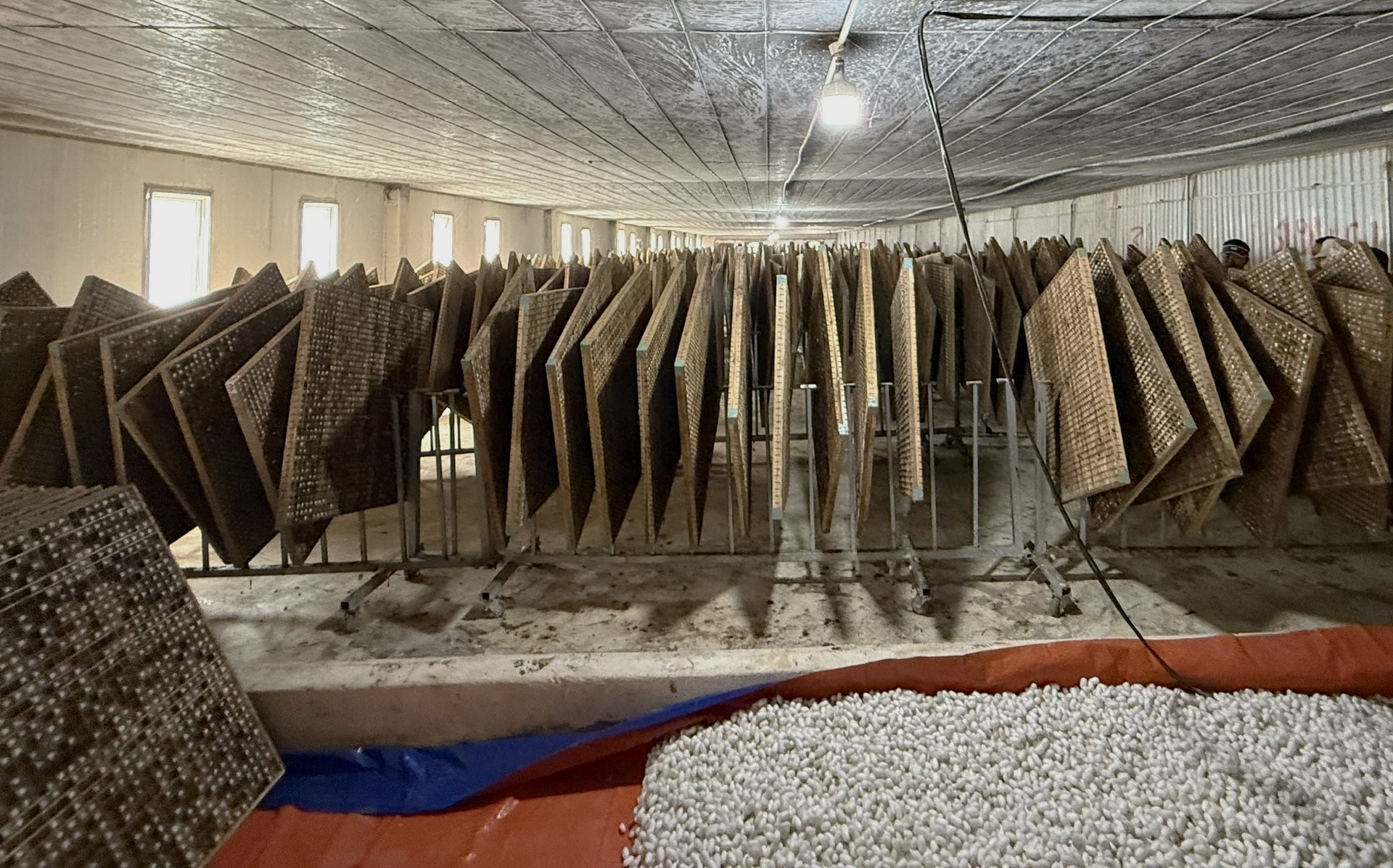 Cận cảnh bầu Đức nuôi tằm ươm tơ: Nương dâu 2.000 ha trên cao nguyên Bolaven và công thức 70 USD ‘ngon hơn tất cả các loại cây’- Ảnh 4.