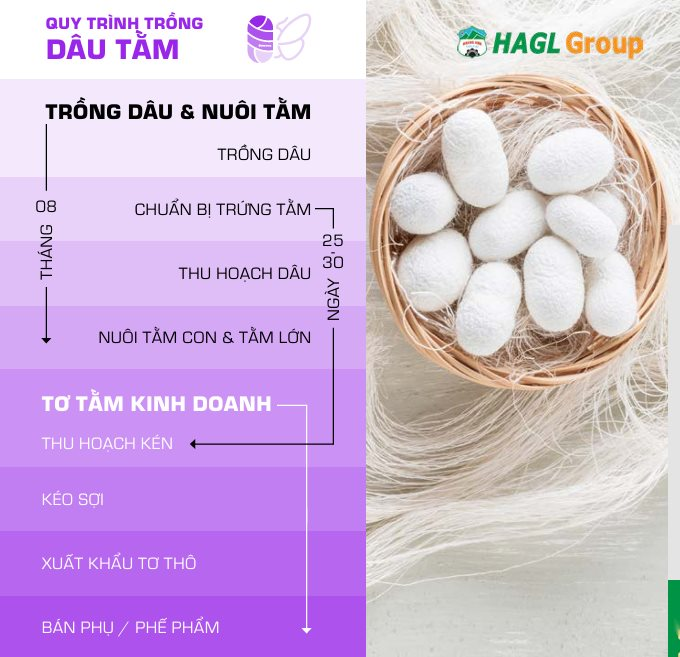 Cận cảnh bầu Đức nuôi tằm ươm tơ: Nương dâu 2.000 ha trên cao nguyên Bolaven và công thức 70 USD ‘ngon hơn tất cả các loại cây’- Ảnh 5.