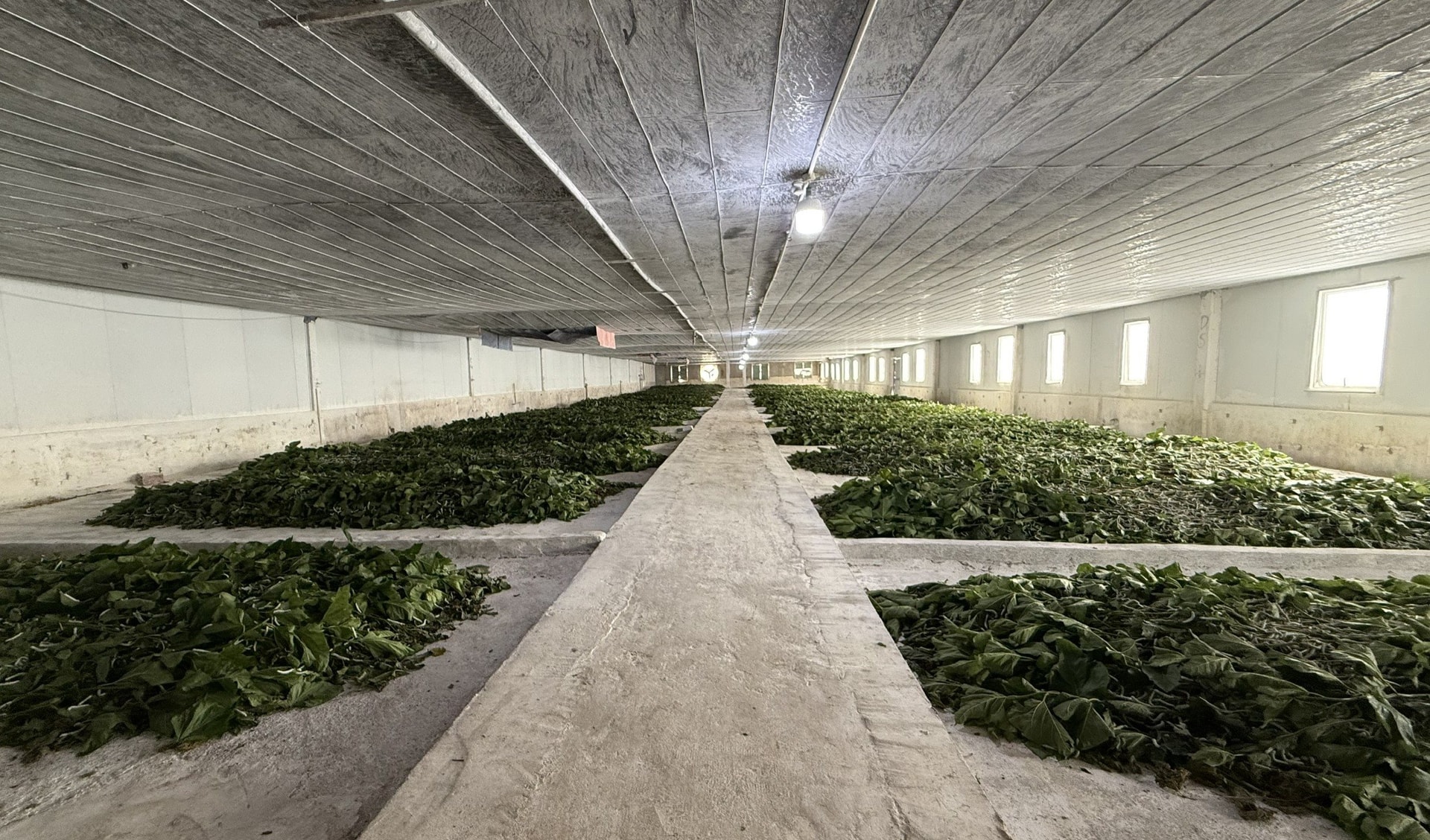 Cận cảnh bầu Đức nuôi tằm ươm tơ: Nương dâu 2.000 ha trên cao nguyên Bolaven và công thức 70 USD ‘ngon hơn tất cả các loại cây’- Ảnh 2.