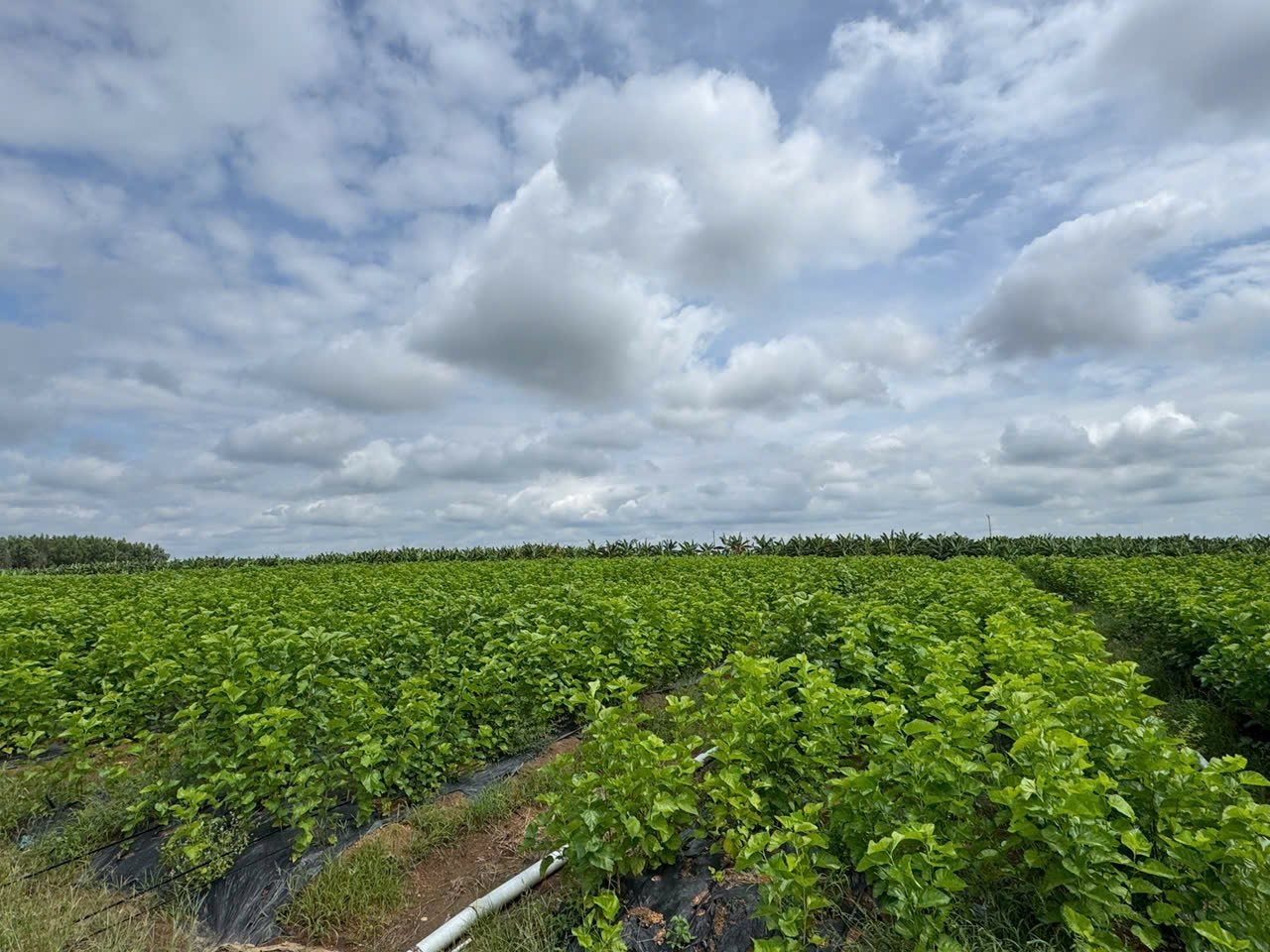 Cận cảnh bầu Đức nuôi tằm ươm tơ: Nương dâu 2.000 ha trên cao nguyên Bolaven và công thức 70 USD ‘ngon hơn tất cả các loại cây’- Ảnh 1.